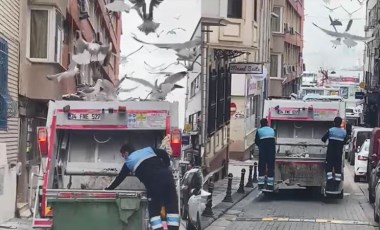 Kadıköy'de martıların 'çöp kamyonuna' yemek akını