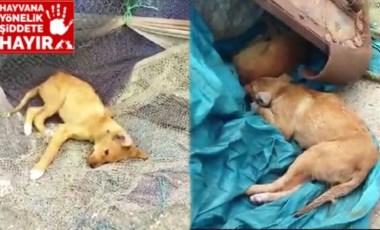 Sinop'ta köpek katliamı: 'Çok acil yardım istiyoruz'