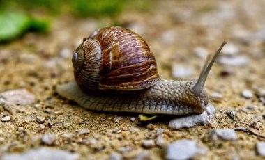 Bilim insanları salyangoz mukusundan yaraları iyileştiren hidrojel üretti