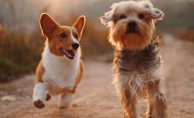 Yeni bilimsel çalışma: Köpeklerin kuyruğu ne işe yarar?