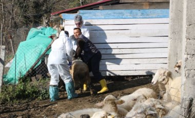 Hayvanlarda 'çiçek hastalığı' görüldü: Zonguldak'ta 50 köy karantinaya alındı