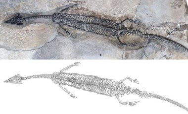 244 milyon yıllık sürüngen fosili bulundu