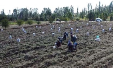 Lezzetinin sırrı fazla güneş almasında: Kilosu 13 TL