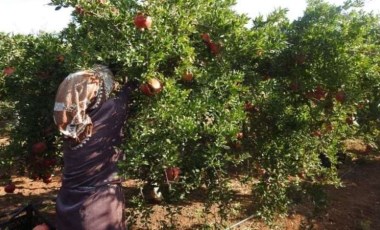 Kilis’te hasat başladı: Tarlada 10, markette ise 30 TL'den satılıyor