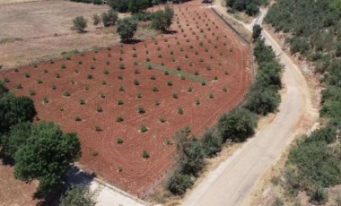 Muğla'da alternatif tarımın yükselişi:  Sakız denemesi ilk sonuçlarını verdi