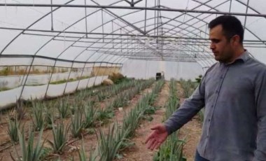 Tabur komutanının önerisiyle ekti: Hakkari'de ilk kez yetiştirildi!