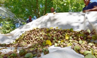 Dünyaca ünlü Adilcevaz cevizinin hasadı başladı: 'Yemek isteyenler ellerini çabuk tutsun'