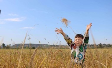 Samsun'da çeltik bereketi: 142 bin 480 ton hasat...