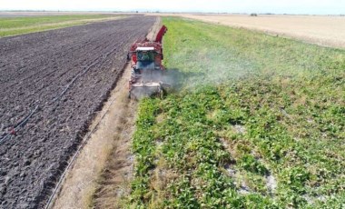 Şeker pancarı cennetinde hasat devam ediyor: 7 milyon ton beklenti