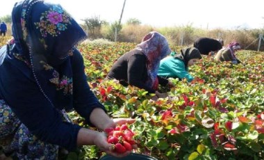 Malatyalı kadın girişimcilerden son hasat: Kilosu 50 lira, siparişlere yetişemiyorlar