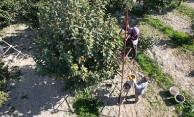 Denizli'de hasadı başladı! 20 tona yakın hasat edilmesi bekleniyor: Kurutulduğunda fiyatı 10 katı artıyor..