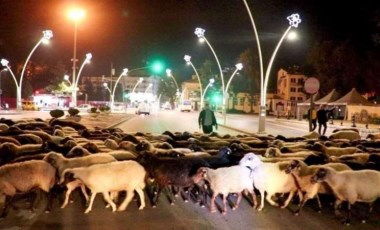 Koyun sürülerinin şehir macerası: Tokat'ta yayladan inme zamanı