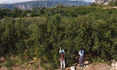 Mersin'de çit bitkisi olarak dikiliyor! Şifa deposu: Kemikleri güçlendiriyor, kilo almayı engelliyor