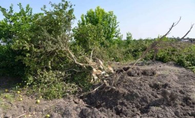 Kilosu 50 kuruşa düştü, Adana'da çiftçiler ağaçları söktü!