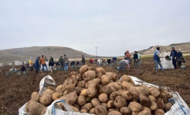 Türkiye’nin patates ambarında hasat başladı: 200 bin ton ürün bekleniyor