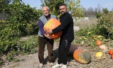 Hollanda'dan hediye gelen tohumları bahçesine ekti, ağırlığı 40 Kiloya ulaştı