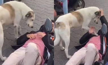 Köpek, kaza yapan gencin başından ayrılmadı: Ambulans gelene kadar bekledi