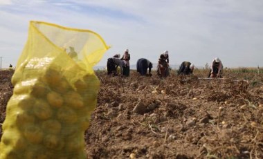 Bu köy geçimini patatesten sağlıyor: 800 nüfuslu köyde yılda 10 bin ton ...