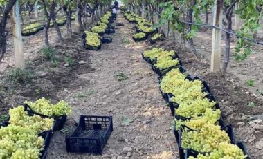 Manisa'nın bağlarında hasat devam ediyor: Avrupa ve Arap ülkelerine ihraç ediliyor