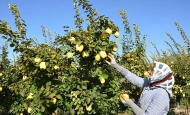 Denizli’de hasat sona eriyor: Hedef kalıntısız üretim