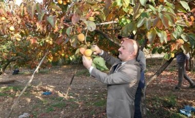 Trabzon hurmasında hasat başladı! Adres Karadeniz değil...