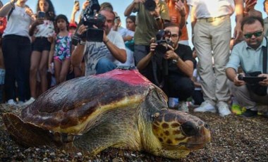 Tedavi edilip denize bırakılan caretta caretta 3 bin kilometre yol katetti!