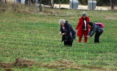 Dünyanın en pahalı baharatı bu tarlada yetişiyor! 40 günde 70 bin kişi ziyaret etti...