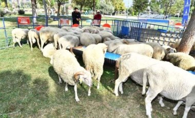 Üreticiye küçükbaş hayvan ve yem bitkisi tohumu desteği