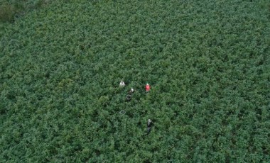 Gönen'de hasat başladı: 7 mahallede yıllık 7 bin 753 ton üretiliyor