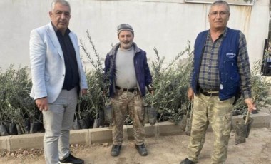 Üzümün başkentinde bağ alanları söküldü zeytin dikildi