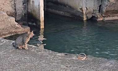 Sokak kedisi, her gün limana gelip fırtınada kaybettiği yavrularını arıyor