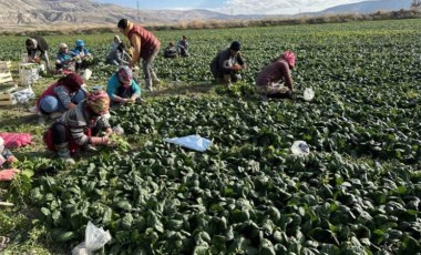 Ankara'nın tarım ilçesinde hasat başladı: Demir deposu, bol miktarda C, E ve B vitamini içeriyor