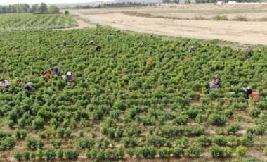 Deprem kentinde 'en acı' hasat başladı