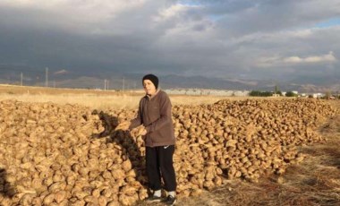 Sandıklı'da hasat zamanı: 100 bin ton üzerinde rekolte bekleniyor