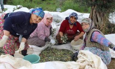 Aydın’da üreticiler zamanla yarışıyor: Hasat erkene çekildi