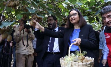 Coğrafi işaret tescilli hasat başladı...  Yalova'nın 