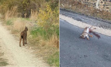 Araç çarpan 'Ormanın hayaleti' öldü