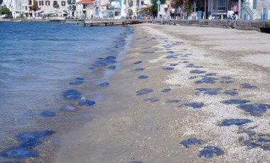 İzmir'de denizanası istilası: Yüzlercesi kıyıya vurdu