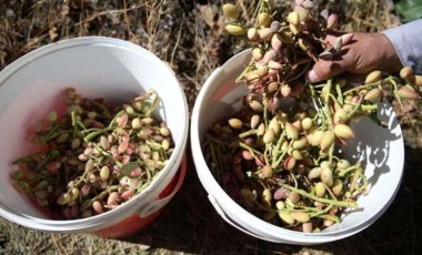 Adı Siirt'ten, aşısı Bitlis'ten: Hasat başladı, menengiç ağaçları fıstığa dönüşüyor