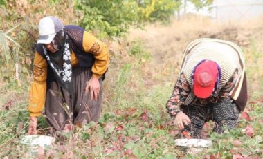 Elazığ'da son hasat yapıldı: Kilosu yazın 25, güzde 50 liradan alıcı buluyor...