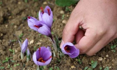 Dünyanın en pahalı baharatı... 'Safran' fiyatıyla dudak uçuklatıyor!