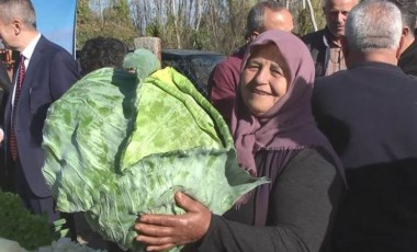 Eskipazar'da hasat başladı: Vitamin deposu, magnezyum zengini...