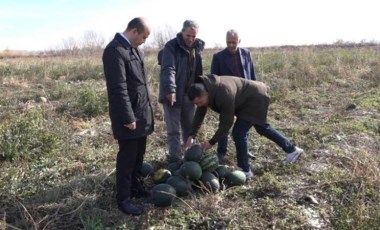 'Doğu'nun Çukurova'sında yetişiyor! Bu karpuz sonbaharda hasat ediliyor...