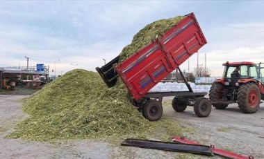 Bafra Ovası'nda hasat bitti: 50 bin ton ürün yok sattı!