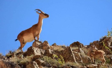 Tunceli’de kaçak olarak yaban keçisi avlayan 2 kişiye para cezası