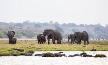 Zimbabve'de kuraklık nedeniyle en az 100 fil öldü