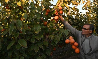 5 yıl önce malları elinde kalıyordu, şimdi siparişlere yetişemiyor! 650 ton ürün hasat edildi!  Sırrı kurusunda...