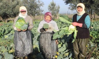 Sabahın ilk saatleri ile birlikte tek tek hasat ediliyor:  Salihli Ovası’nda yetişiyorlar