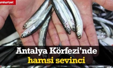 Balon balığının istila ettiği Antalya Körfezi'nde hamsi sevinci