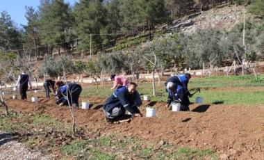 'Maraş dondurması'nın hammaddesi.... Toprakla buluştu!